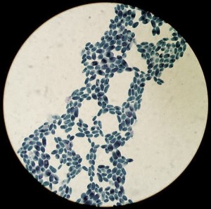 Methylene Blue