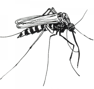 Bull R<sub>X:</sub> No Hope For the Insect Bitten